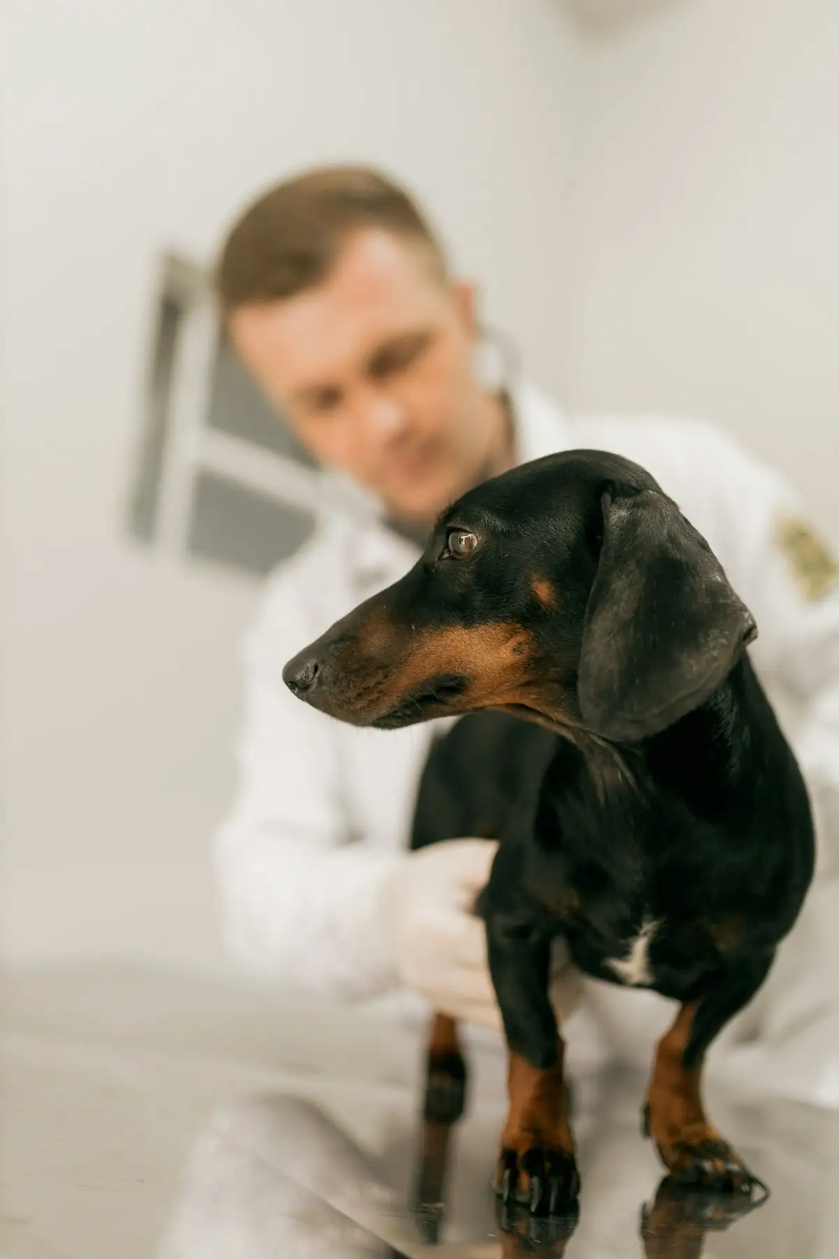 Un teckel atento sobre la mesa de exploración mientras el veterinario lo ausculta detrás, en luz cálida.